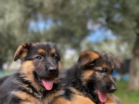 ALMAN KURDU KÖPEĞİMİZ