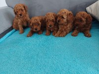 Petmode köpek çiftliğinden aktif 10 adet toy poodle