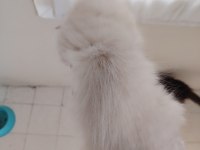 British shorthair kız kardeşler