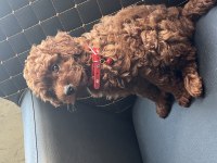 2 aylık erkek Korekan poodle yavru