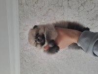 MİNİK PANDA DİŞİ VE ERKEK KÖPEKLER