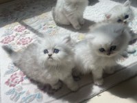 British longhair silver bebekler