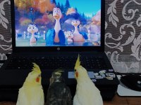 Full evcil sultan papağanı yavrular
