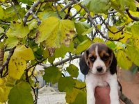 Beagle yavrular