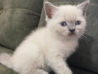 British shorthair yavrularımız