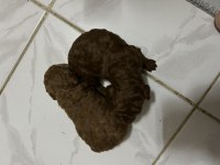 2 aylık toy poodle yavrular