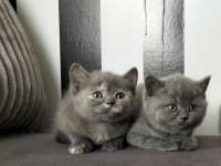 British shorthair eğitimli yavrular teslime hazır