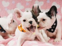 French Bulldog Yavruları