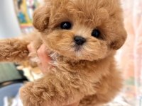 Teacup kore maltipoo yavruları