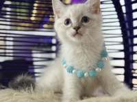 British Shorthair Point bebekler