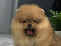 Özel renk Boo Pomeranian