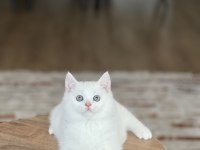 Sevimli Mavi Göz British Shorthair  Yavrum