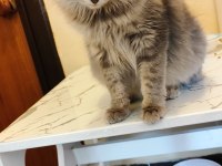TAM BİR PRENSES KEDİDİR