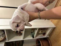 Oyuncu french bulldog köpekler