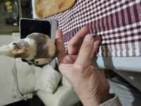 2 aylık full evcil sultan papağanı