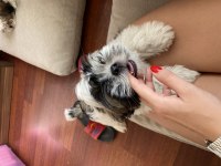 2 aylık erkek shih tzu