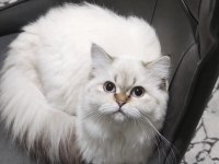Lynx point british longhair ücretsiz