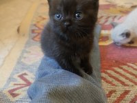 British shorthair pembe patiler
