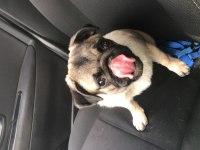 Safkan pug
