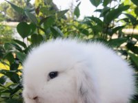 Birbirinden Tatlı Hollanda Lop