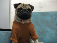 Pug Mops Yavrular ırk ve sağlık garantili Denizli