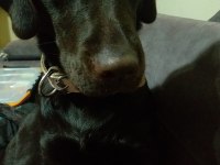 10 aylık Temel eğitimleri almış yavrumuz ucretsiz labrador