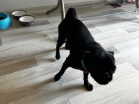 Son pug yavrumuz A kalite