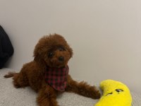 Toy Poodle 4 Aylık