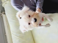 Show kalite maltese