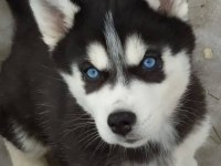 Kaliteli Orijinal Kan Hattı Husky