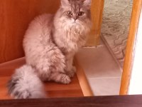 Dişi scottish fold golden