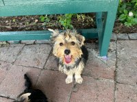 Yorkshire terrier yavrularım