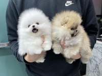 Sevimli mini boy pomeranian boo yavruları hazır