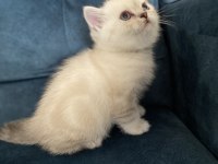Şeker gibi british shorthair yavru