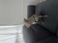 French Bulldog Köpeğimiz