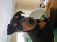 Acil satılık aşıları yapılmış doberman