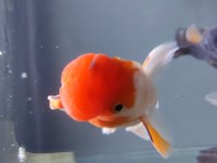 İTHAL ORANDA THAİLAND BABY FACE ORANDA KALİTELİ