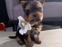 Kg Garantili Mini Boy Yorkshire Terrier Erkek Yavru