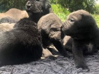 Kaliteli cane corso yavrular rezervede
