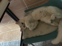 Sağlıklı british shorthair kedilerim