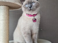 British shorthair dişi