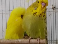 Show muhabbet kuşu bebekler
