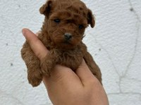 DENİZLİ MERKEZ TESLİME HAZIR POODLE YAVRULAR 