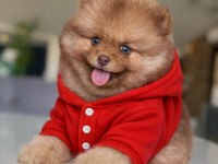 Dişi mavi göz teddy bear garantili yavru pomeranian