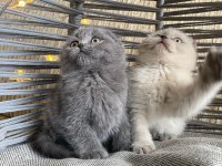 ANKARA İÇİ OYUNCU BEBEK KEDİLER