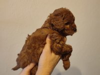 2 aylik orjinal toy poodle