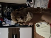 Harika Maltipoo yavruları