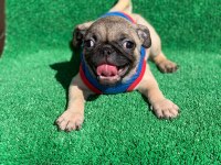SAFKAN ORJİNAL DİŞİ VE ERKEK PUG MOPS YAVRULAR