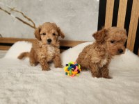 Ruhsatlı Köpek Çiftliğinden Maltipoo Yavrularımız