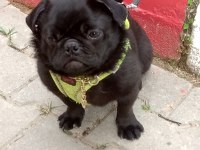Pug Denizli